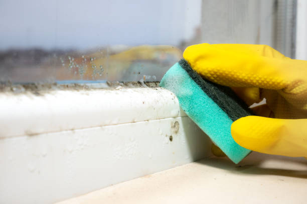 Best Black Mold Remediation in Stratford, CA