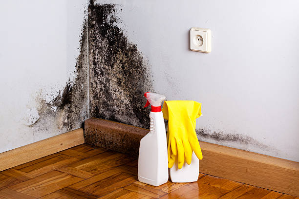 Best Basement Mold Remediation in Stratford, CA
