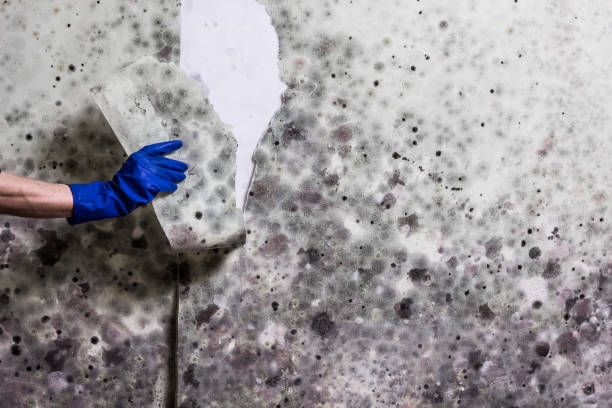Best DIY Mold Remediation Support Services in Stratford, CA